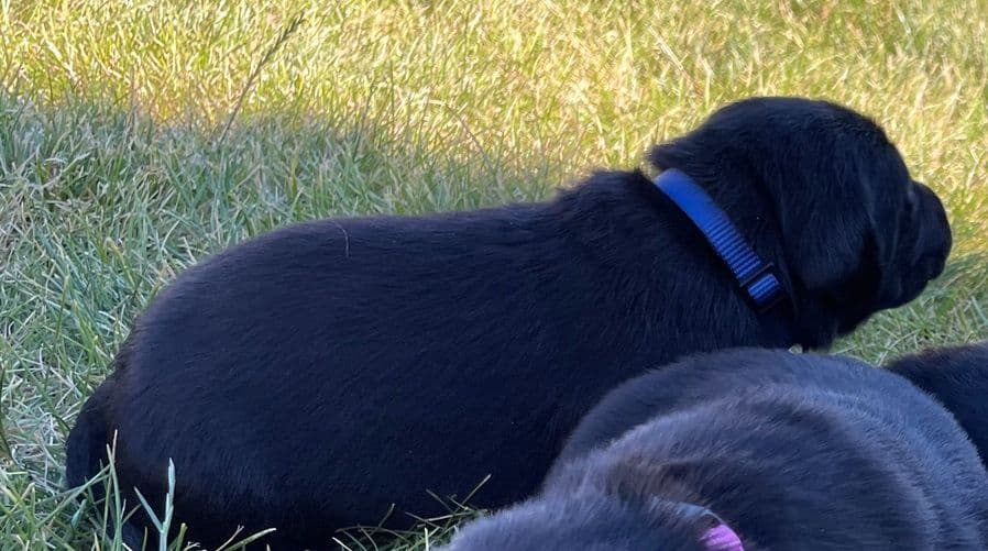 Labrador Retriever Puppies breeder image 12
