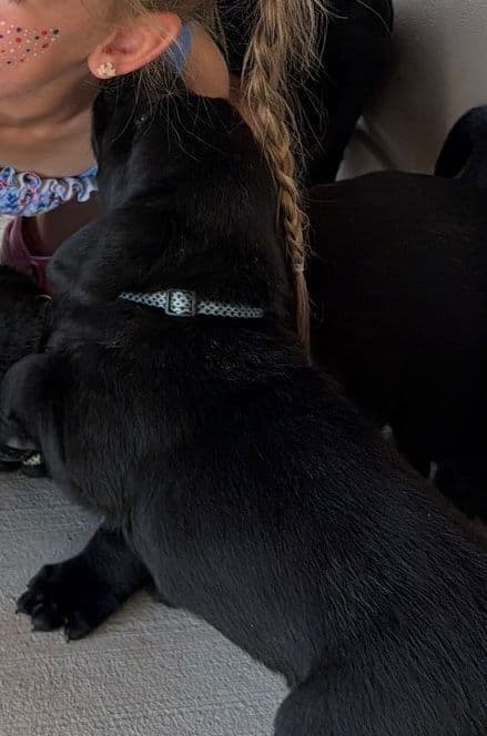 Labrador Retriever Puppies breeder image 11
