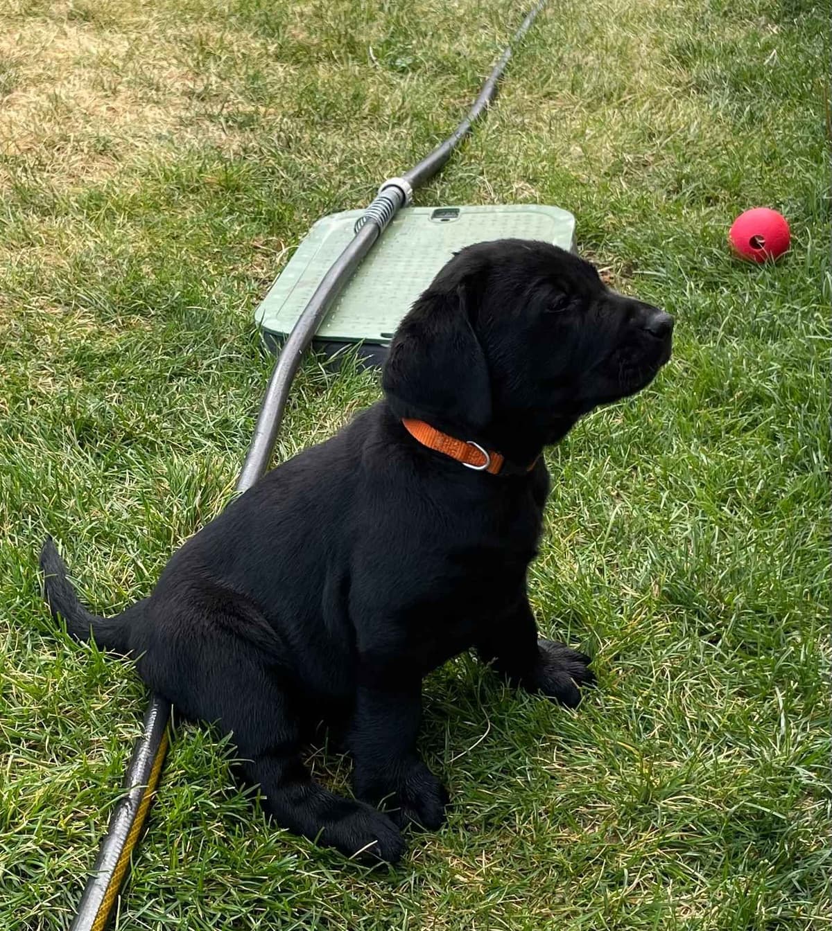 Labrador Retriever Puppies breeder image 14