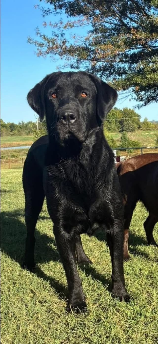 Labrador Retriever Puppies media 2