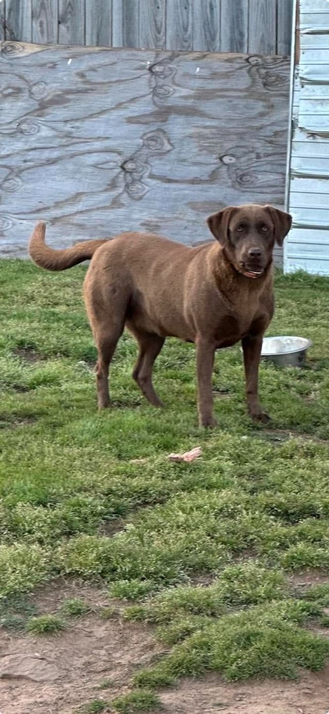 Labrador Retriever Puppies media 3