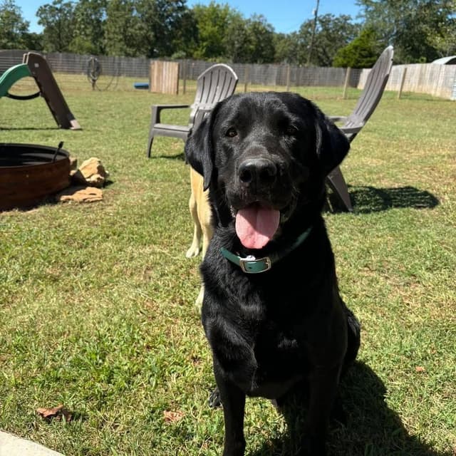 Labrador Retriever Puppies media 4