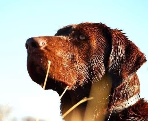 Labrador Retriever Puppies media 9