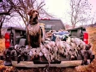 Labrador Retriever Puppies media 10