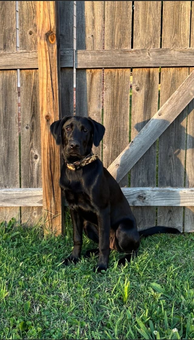Labrador Retriever Puppies media 11