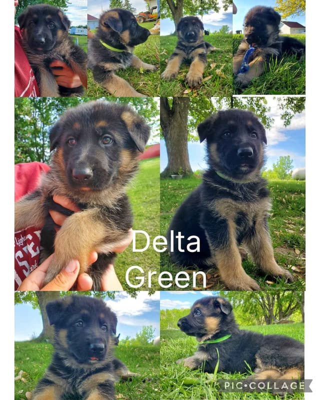 German Shepherd Dog Puppies media 2