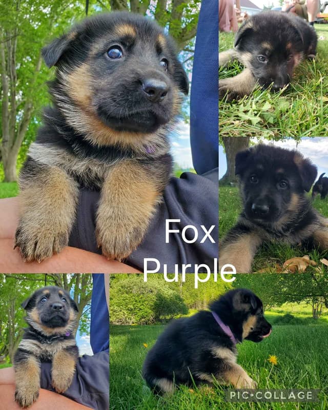 German Shepherd Dog Puppies media 3