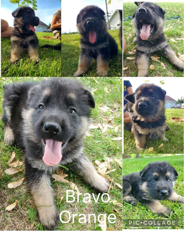 German Shepherd Dog Puppies media 4