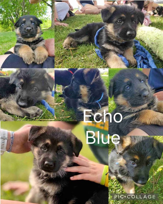 German Shepherd Dog Puppies media 5