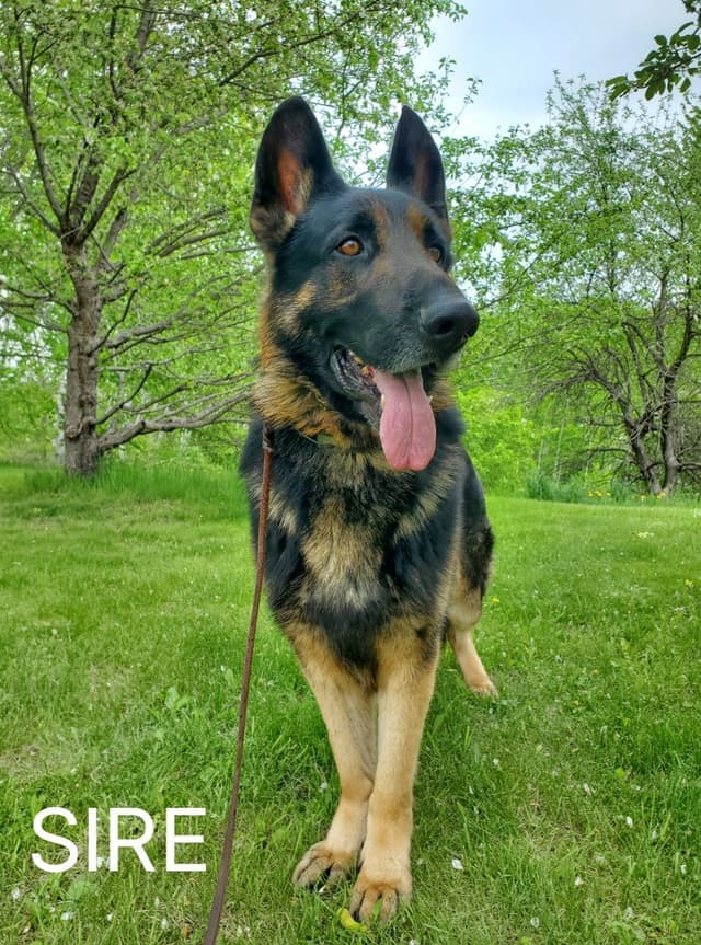 German Shepherd Dog Puppies media 6