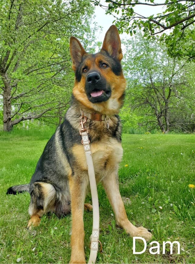 German Shepherd Dog Puppies media 7