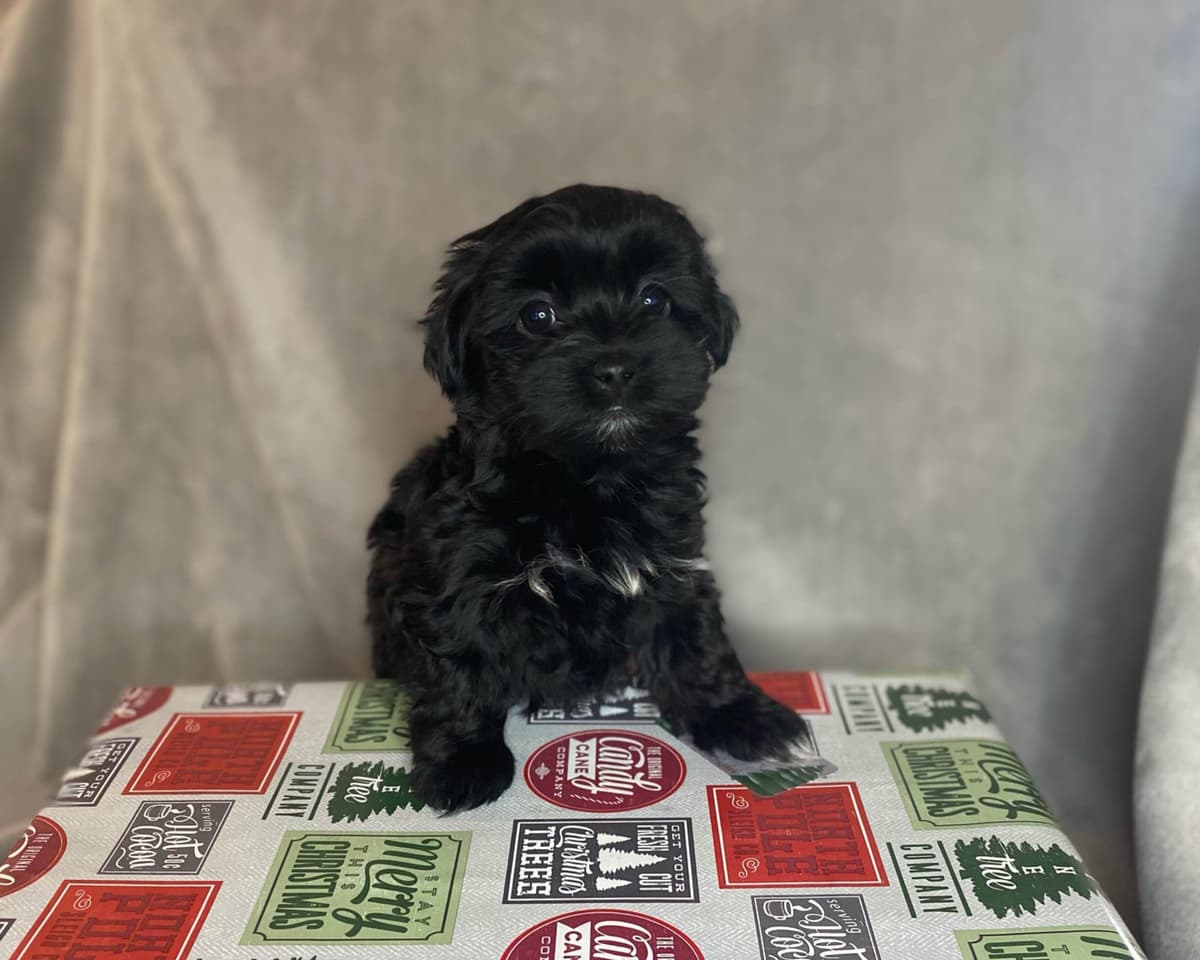 Havanese Puppies breeder image 4