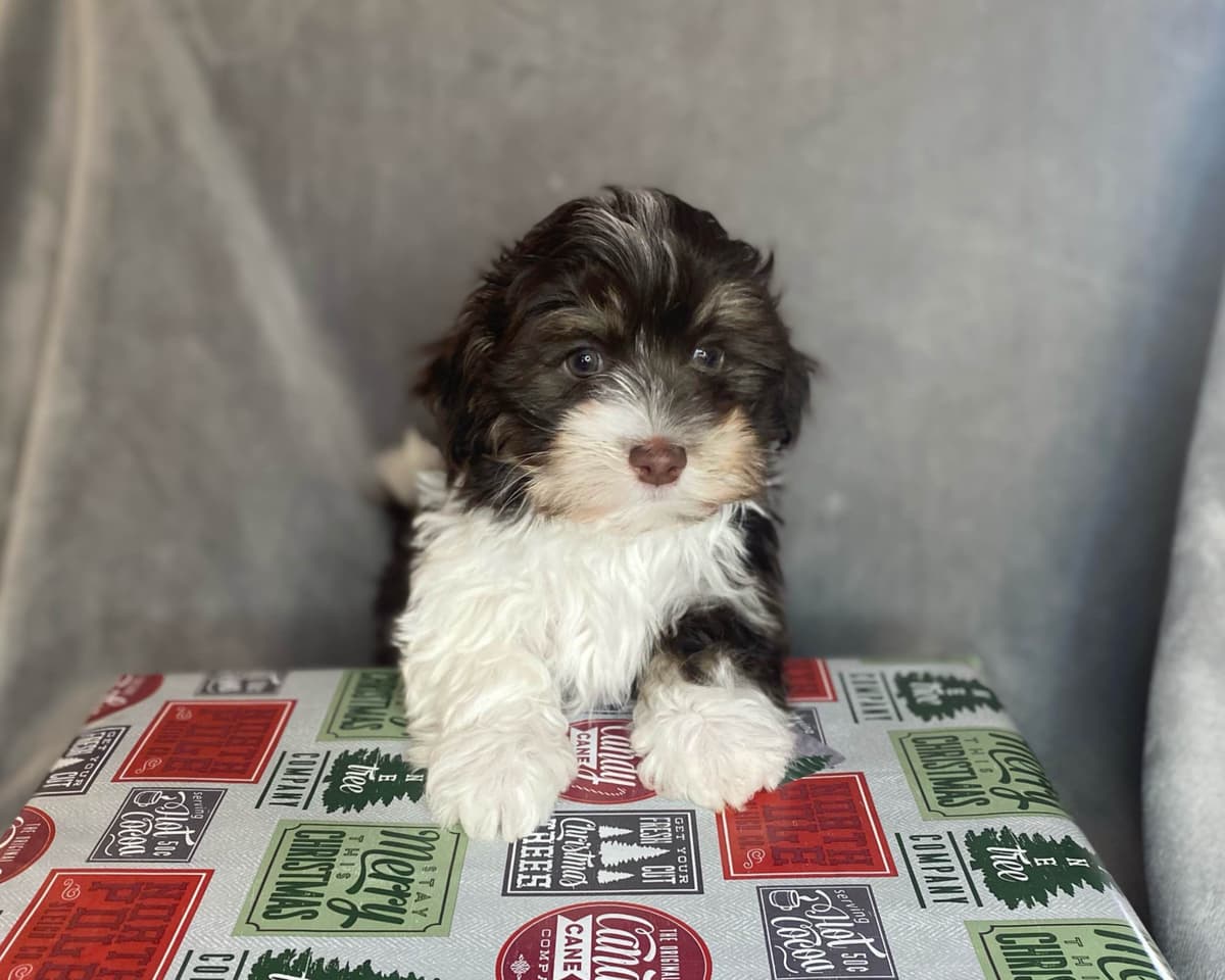 Havanese Puppies breeder image 5