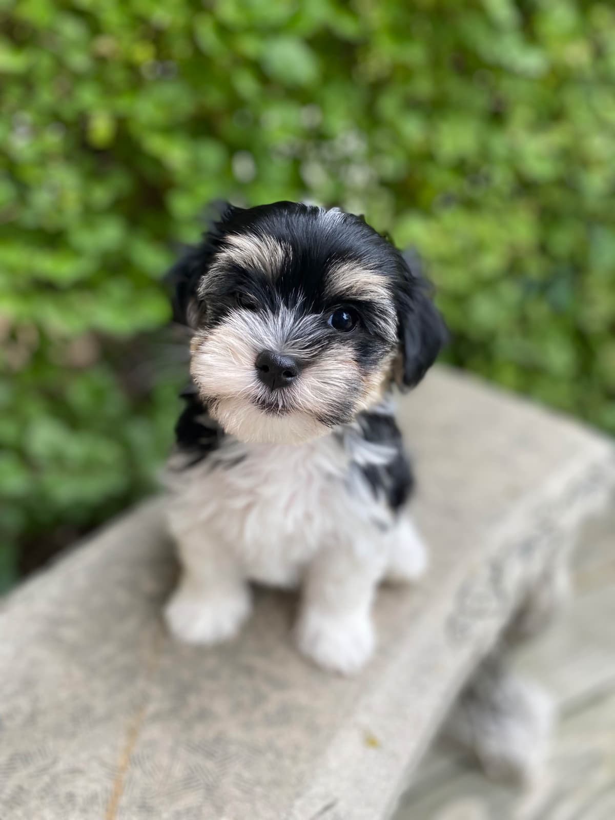 Havanese Puppies breeder image 1