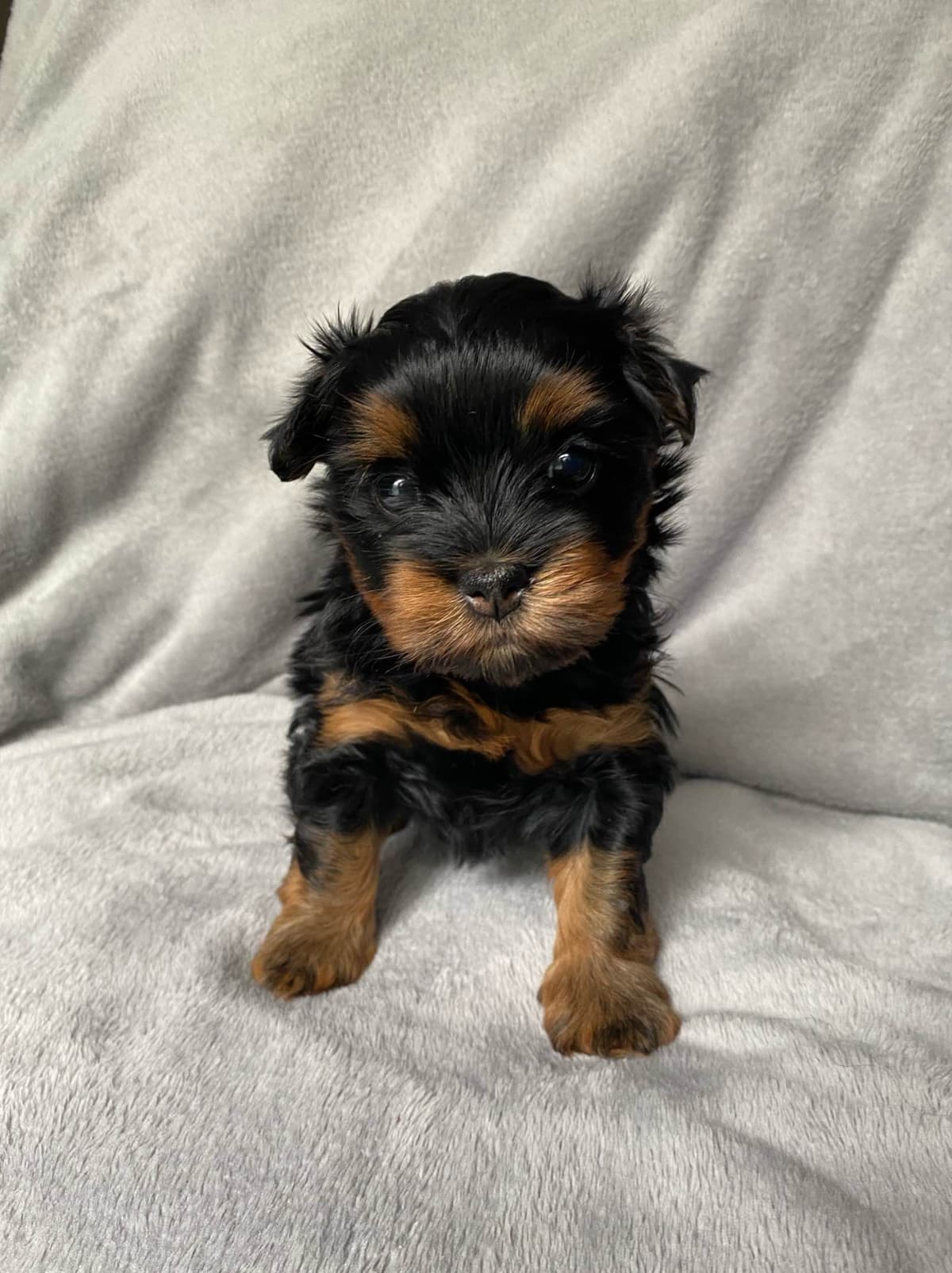 Havanese Puppies breeder image 2