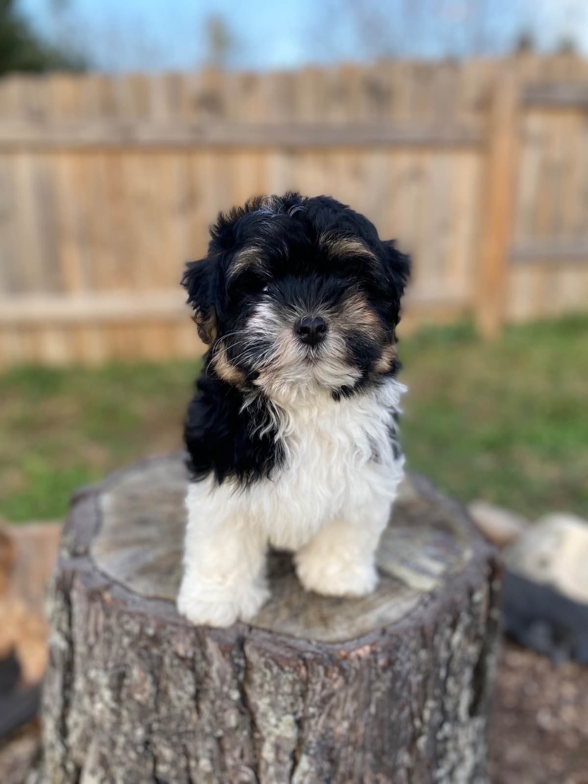 Havanese Puppies breeder image 6