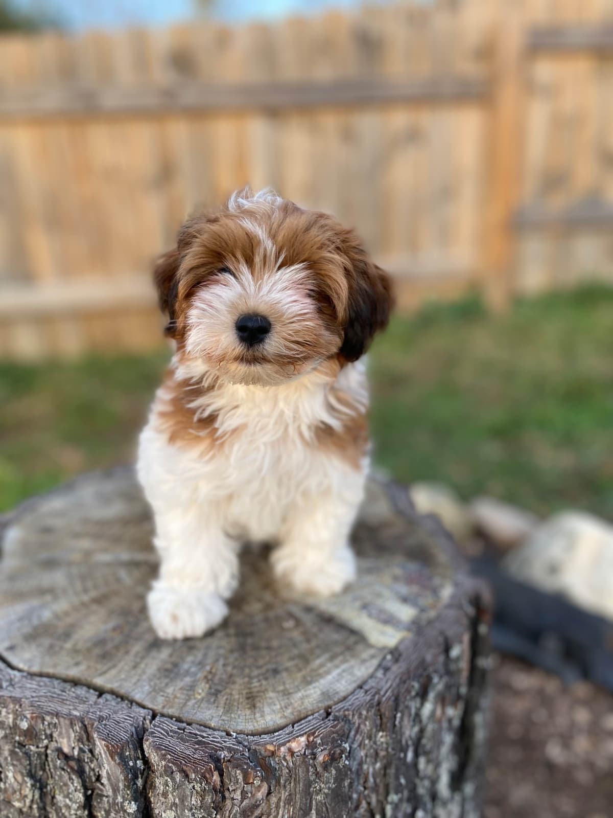 Havanese Puppies breeder image 3