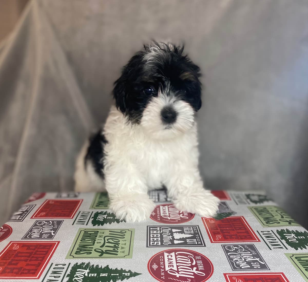 Havanese Puppies breeder image 7