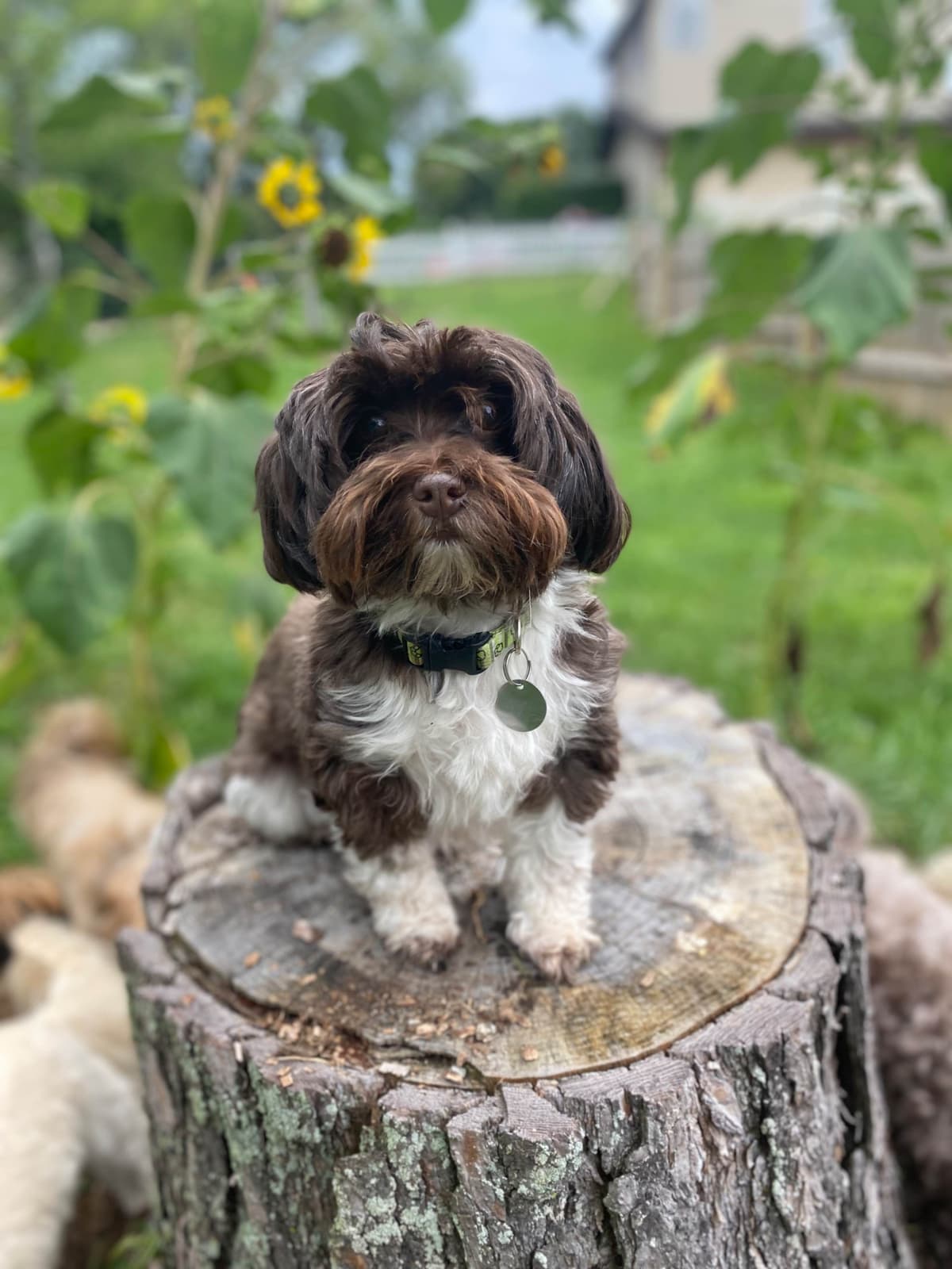 Havanese Puppies breeder image 11