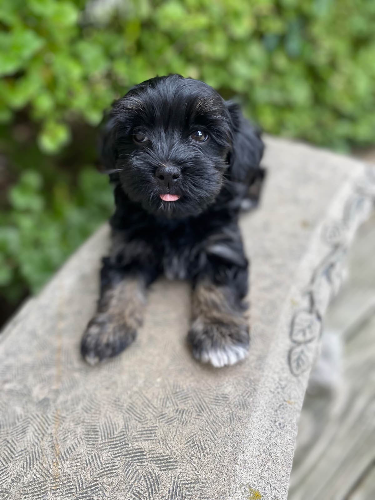 Havanese Puppies breeder image 12