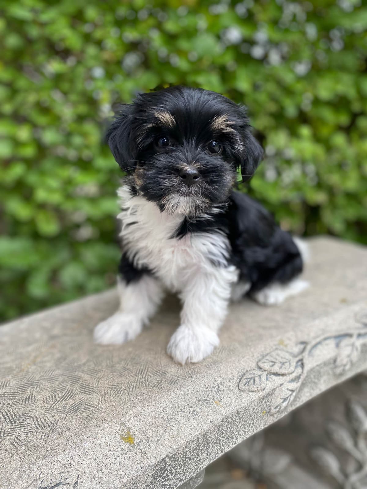 Havanese Puppies breeder image 14