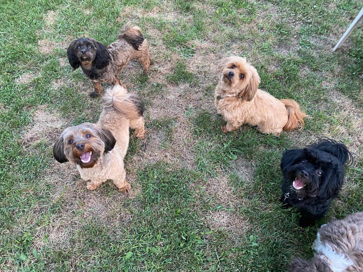 Havanese Puppies breeder image 15