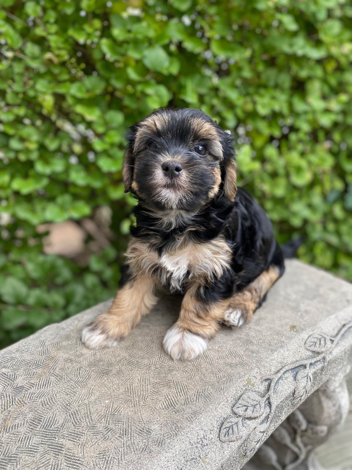 Havanese Puppies breeder image 16