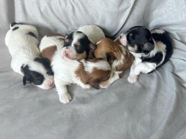 Havanese Puppies breeder image 17