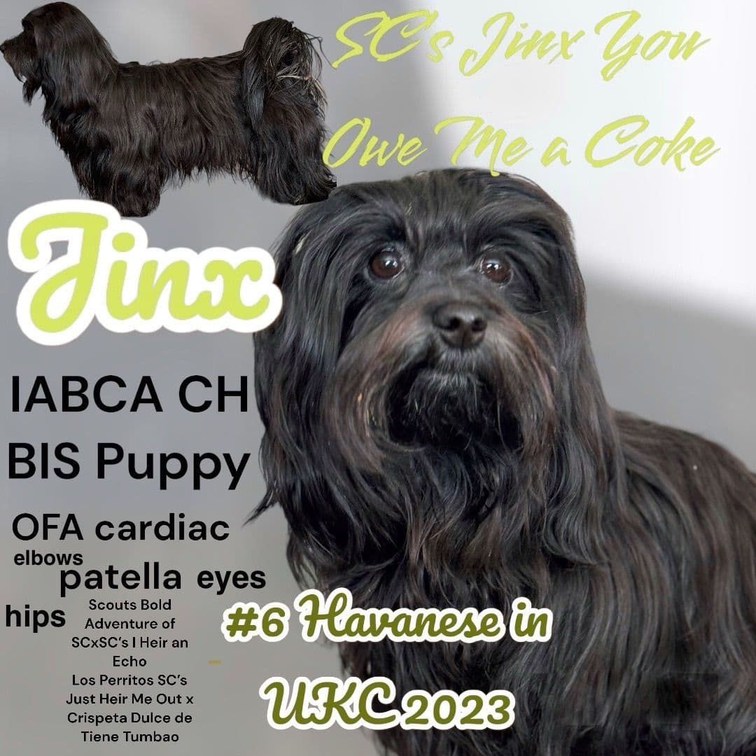 Havanese Puppies breeder image 18
