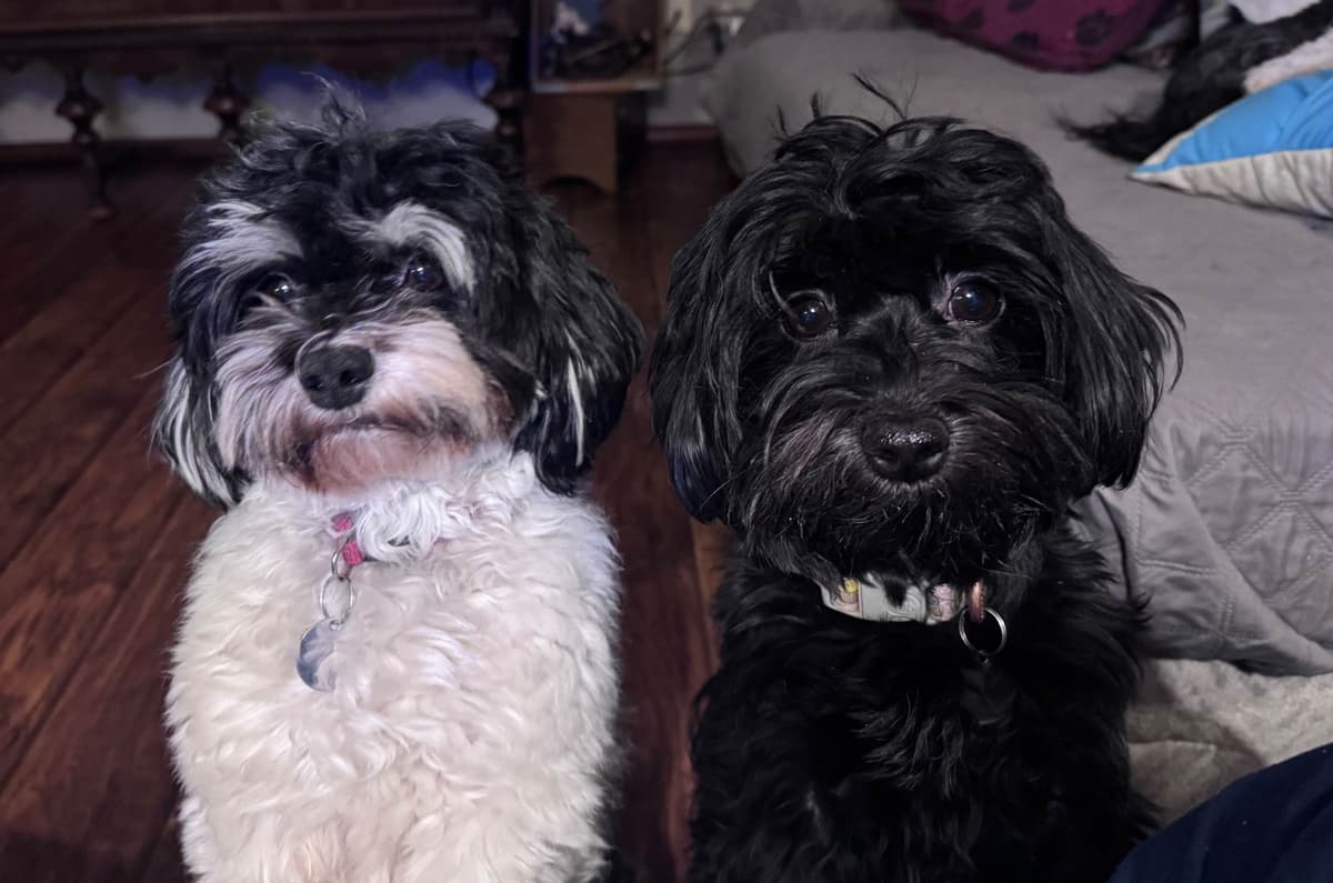 Havanese Puppies breeder image 20