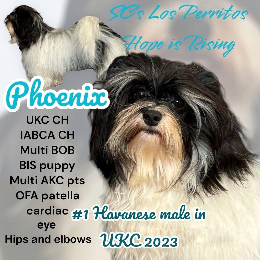 Havanese Puppies breeder image 19