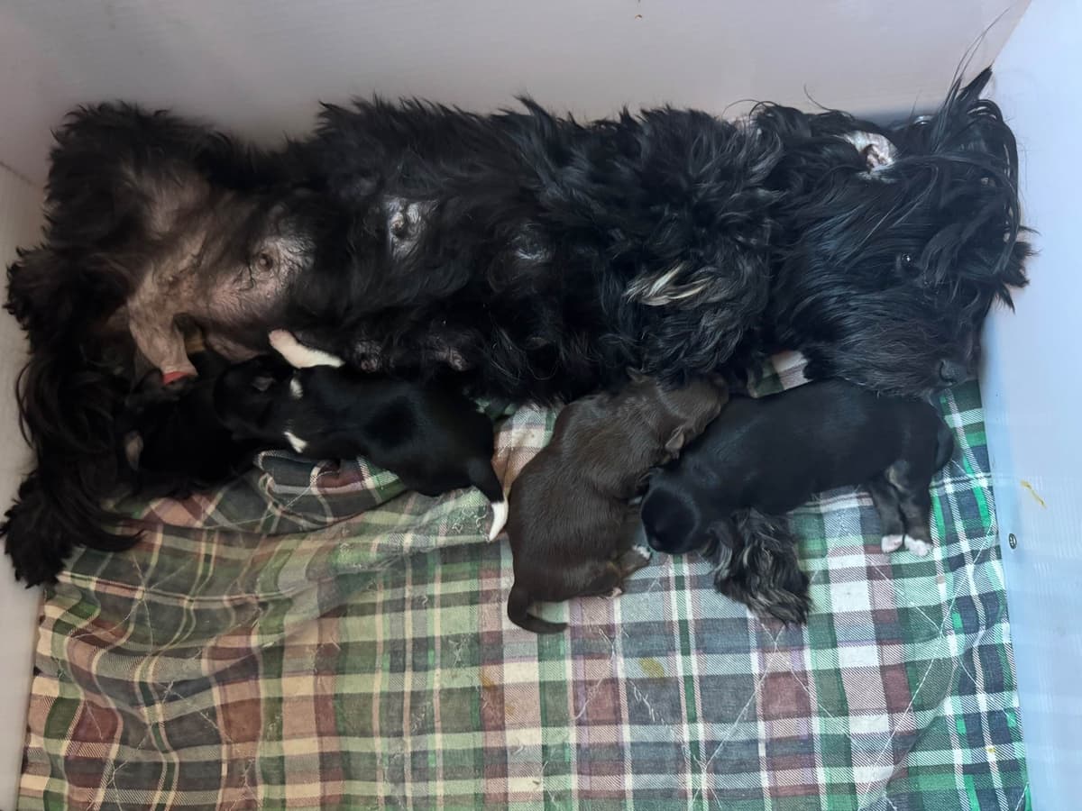 Havanese Puppies breeder image 21