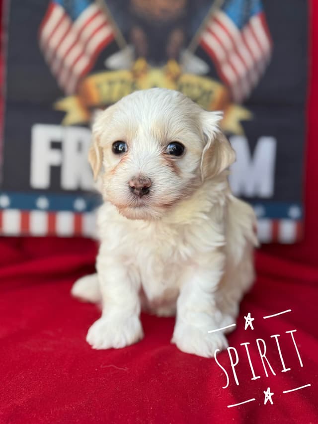 Havanese Puppies media 2