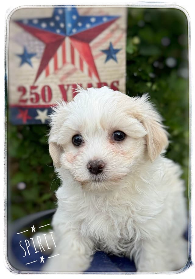 Havanese Puppies media 3