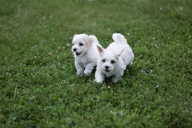 Havanese Puppies media 4