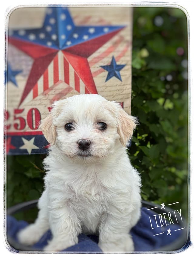 Havanese Puppies media 5