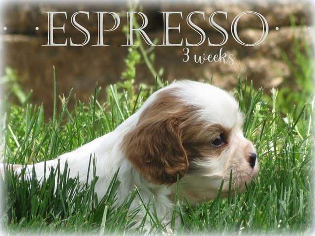 Cavalier King Charles Spaniel Puppies media 11
