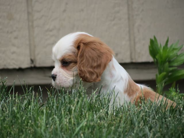 Cavalier King Charles Spaniel Puppies media 3