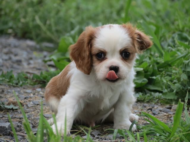 Cavalier King Charles Spaniel Puppies media 5