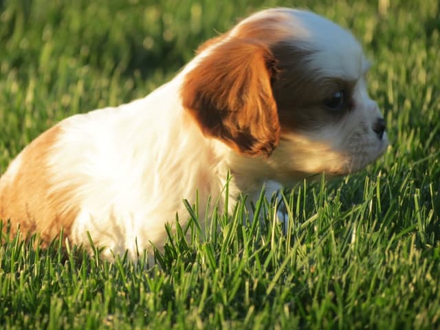 Cavalier King Charles Spaniel Puppies media 7