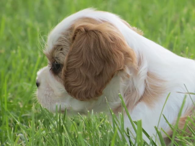 Cavalier King Charles Spaniel Puppies media 6