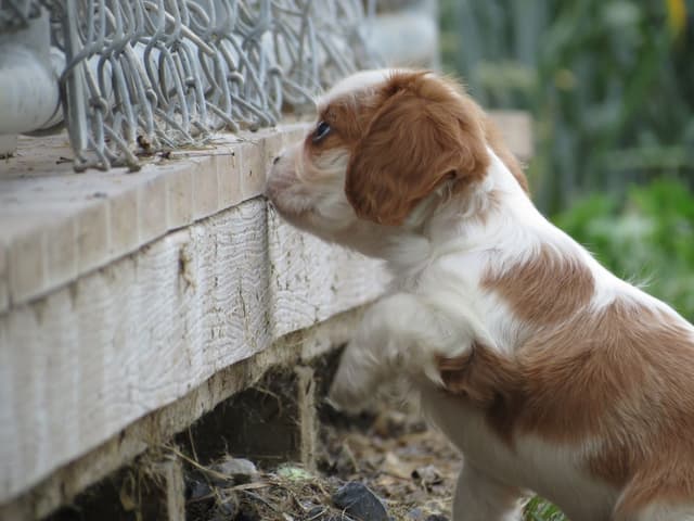 Cavalier King Charles Spaniel Puppies media 8