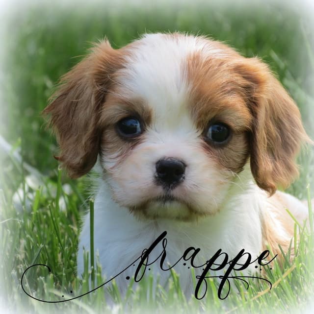 Cavalier King Charles Spaniel Puppies media 12