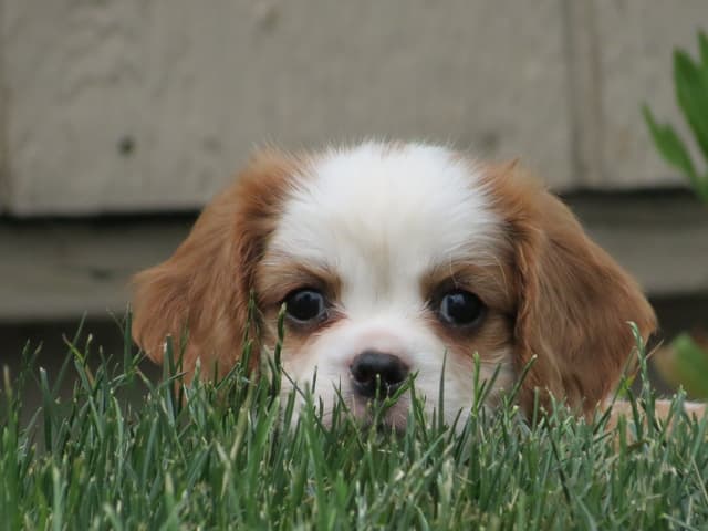 Cavalier King Charles Spaniel Puppies media 9