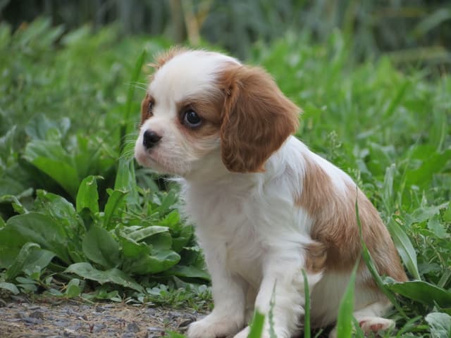 Cavalier King Charles Spaniel Puppies media 10