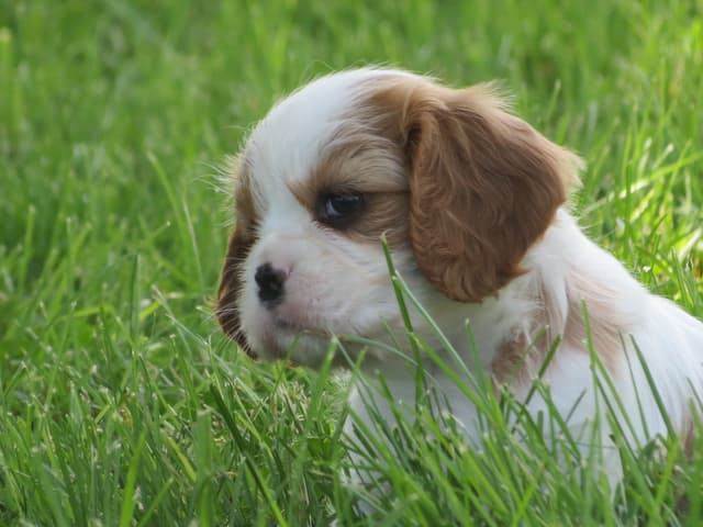 Cavalier King Charles Spaniel Puppies media 13