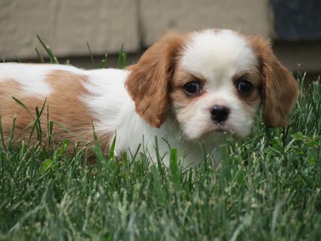 Cavalier King Charles Spaniel Puppies media 14