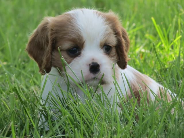 Cavalier King Charles Spaniel Puppies media 2