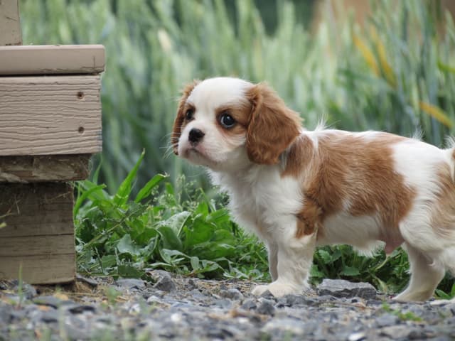 Cavalier King Charles Spaniel Puppies media 15