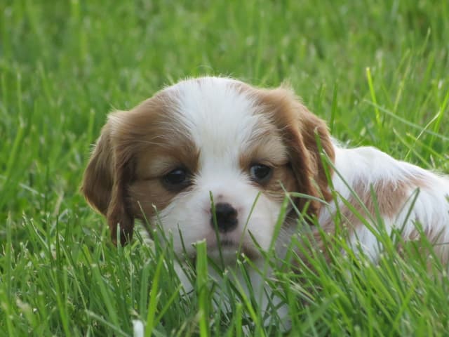 Cavalier King Charles Spaniel Puppies media 25
